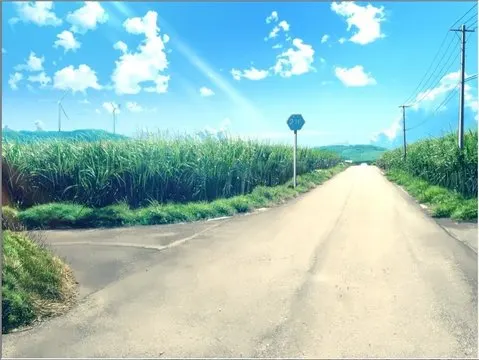 一般甘蔗田 · 夏空カナタ取景截图